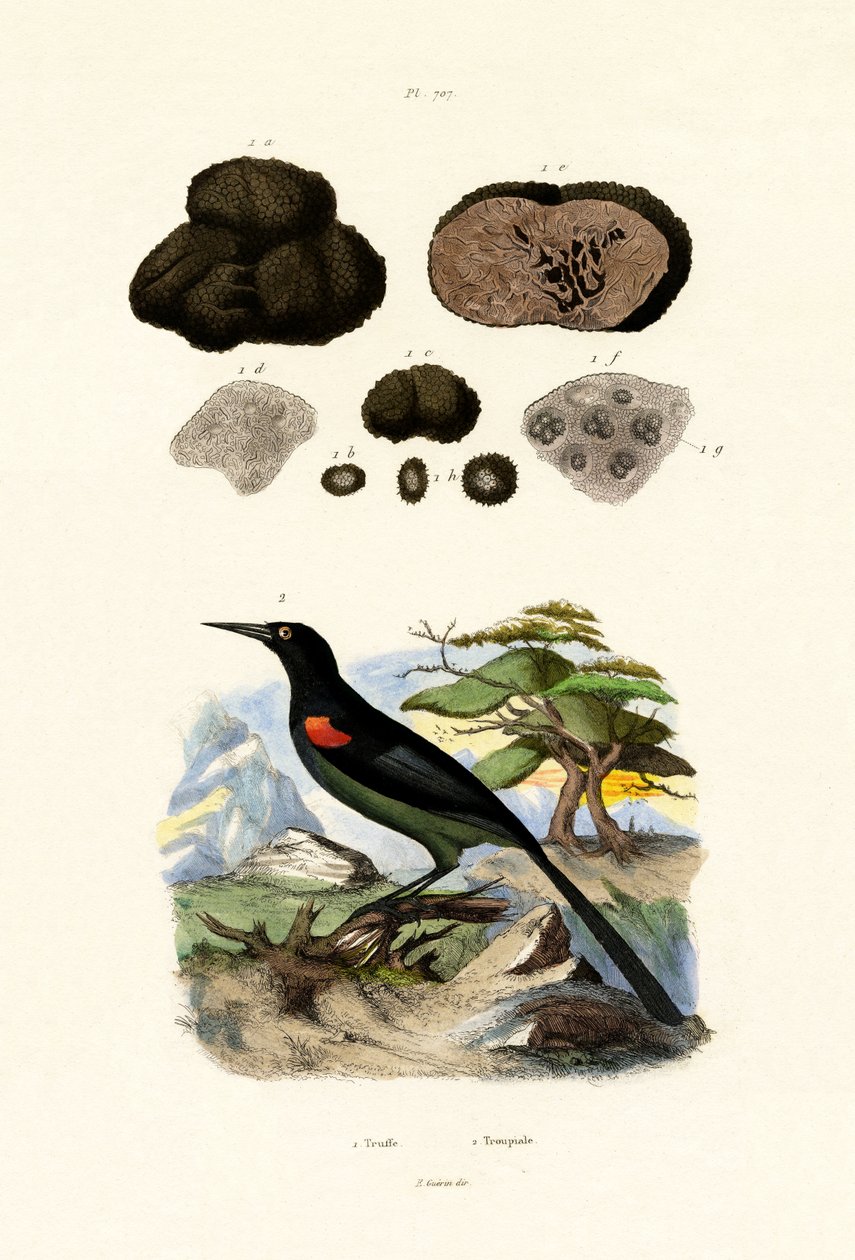 Oriole, 1833-39 tekijältä French School