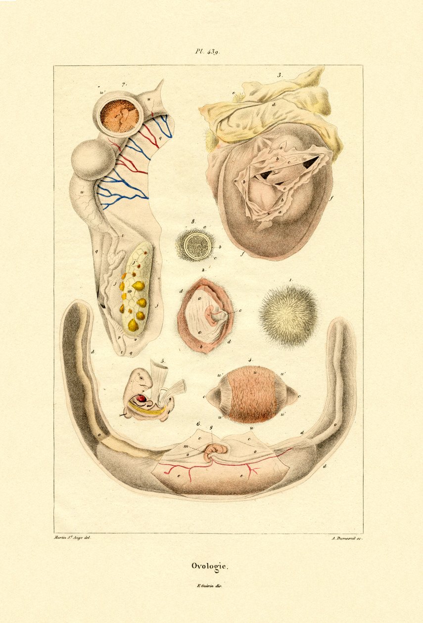 Ovology, 1833-39 tekijältä French School