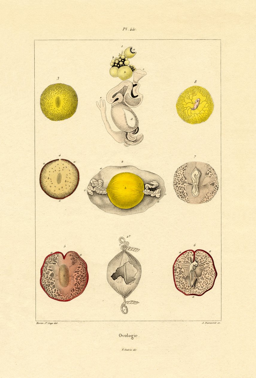 Ovology, 1833-39 tekijältä French School