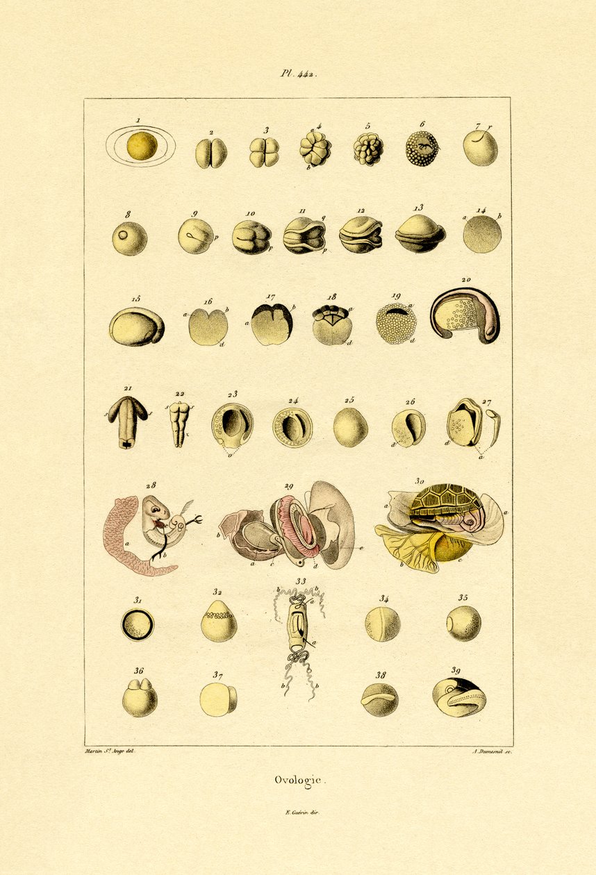 Ovology, 1833-39 tekijältä French School