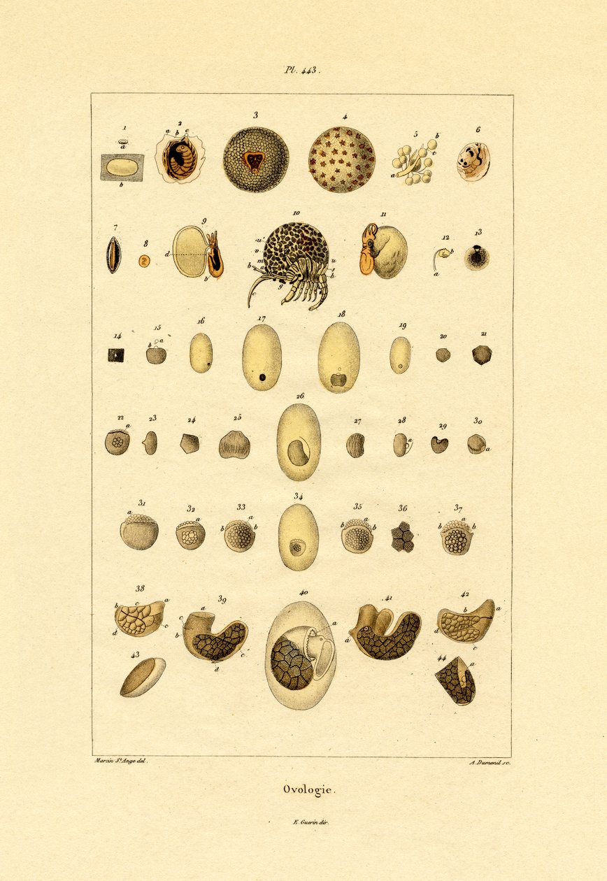 Ovology, 1833-39 tekijältä French School