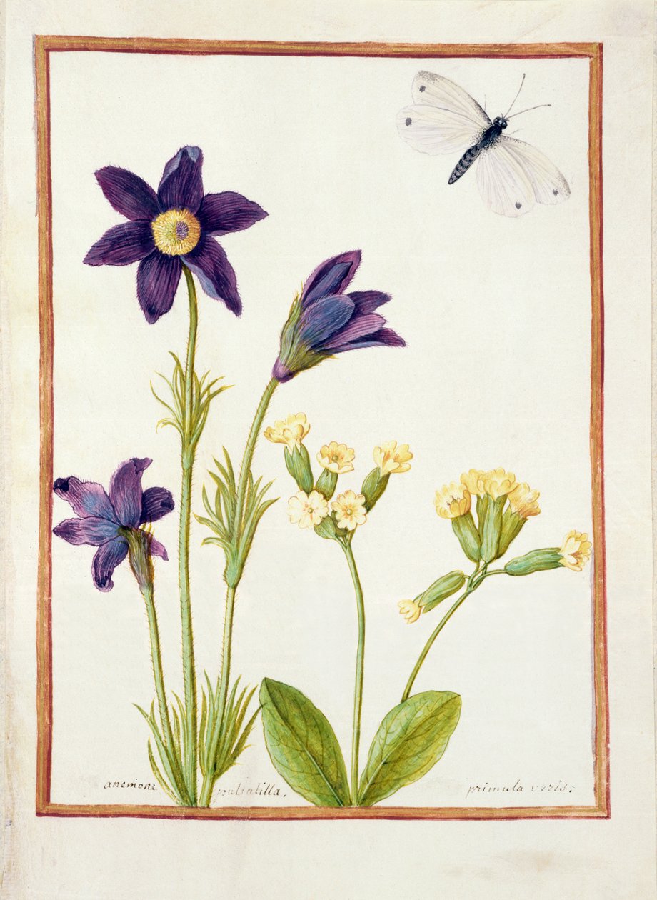 PD.126-1973f.23 Anemone pulsatilla, Primula veris ja kaalivalkoinen perhonen, n. 1750 (wc ja guassi vellum) tekijältä French School