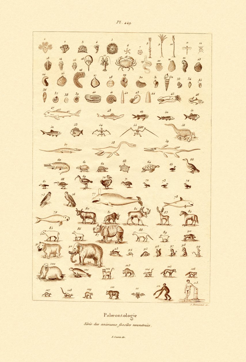 Paleontologia, 1833-39 tekijältä French School