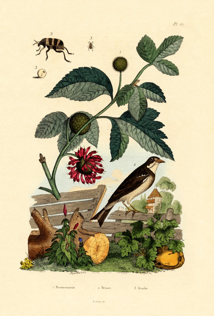 Paperi Mulberry, 1833-39 tekijältä French School