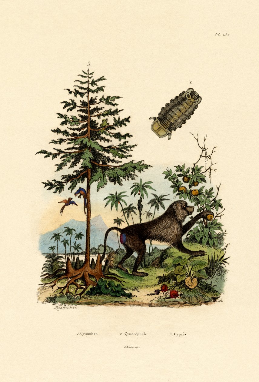 Loisäyriäinen, 1833-39 tekijältä French School