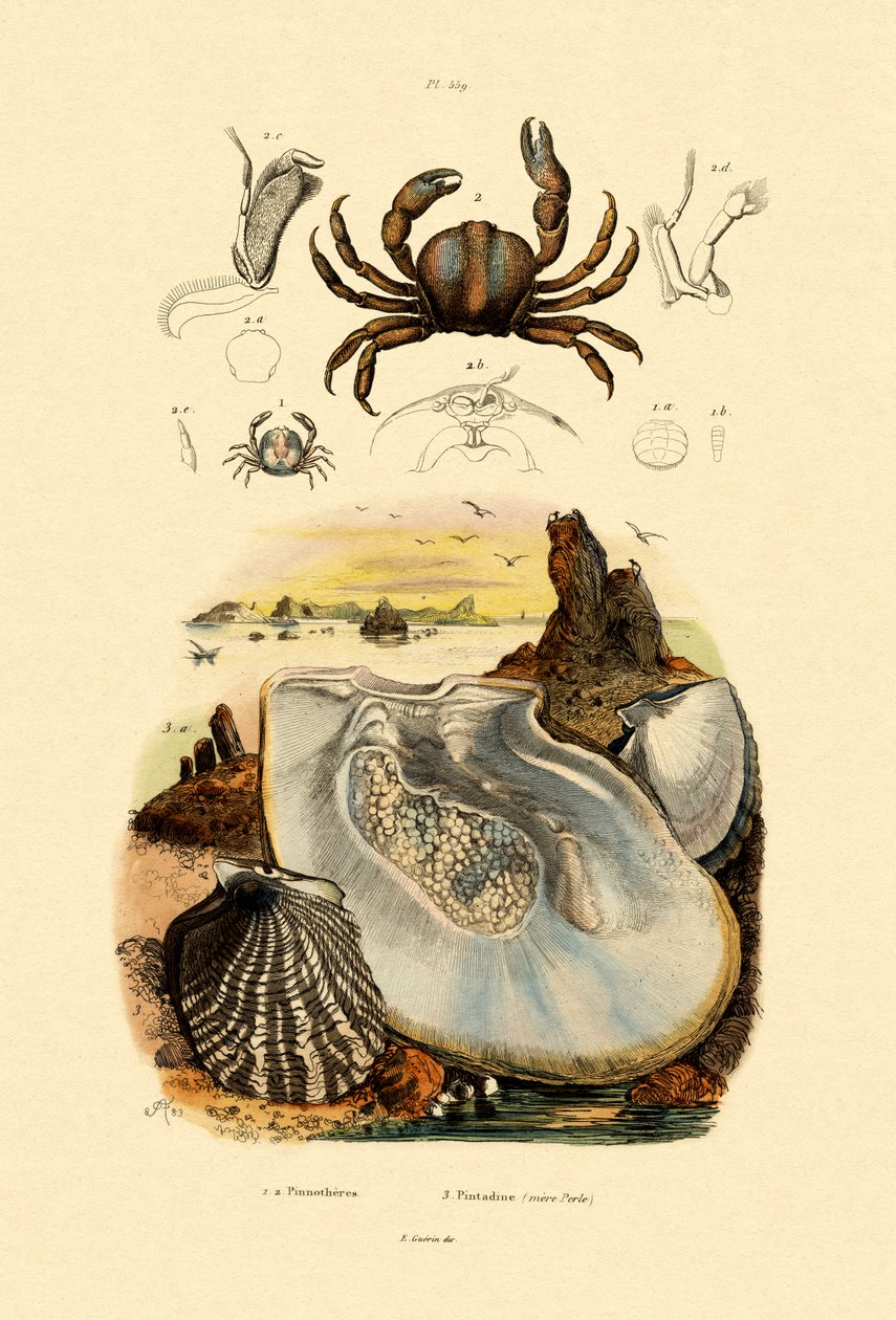Pea Crab, 1833-39 tekijältä French School