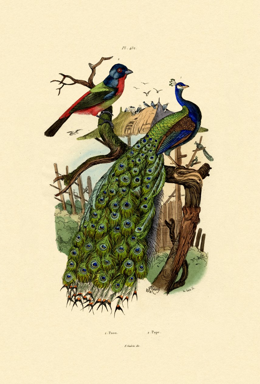 Peacock, 1833-39 tekijältä French School