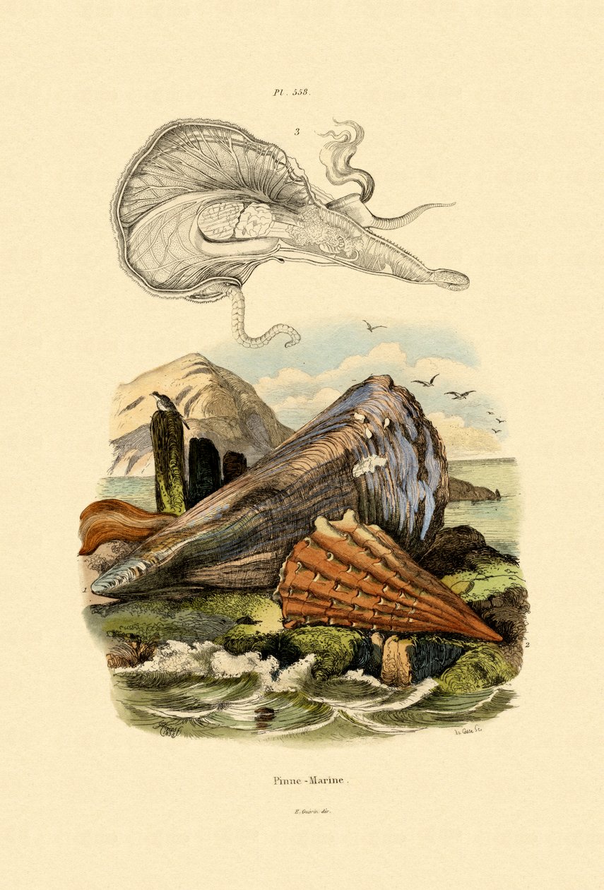 Kynäkuori, 1833-39 tekijältä French School