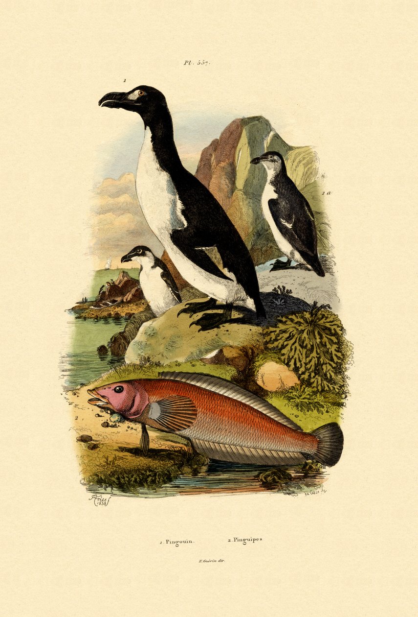 Pingviini, 1833-39 tekijältä French School