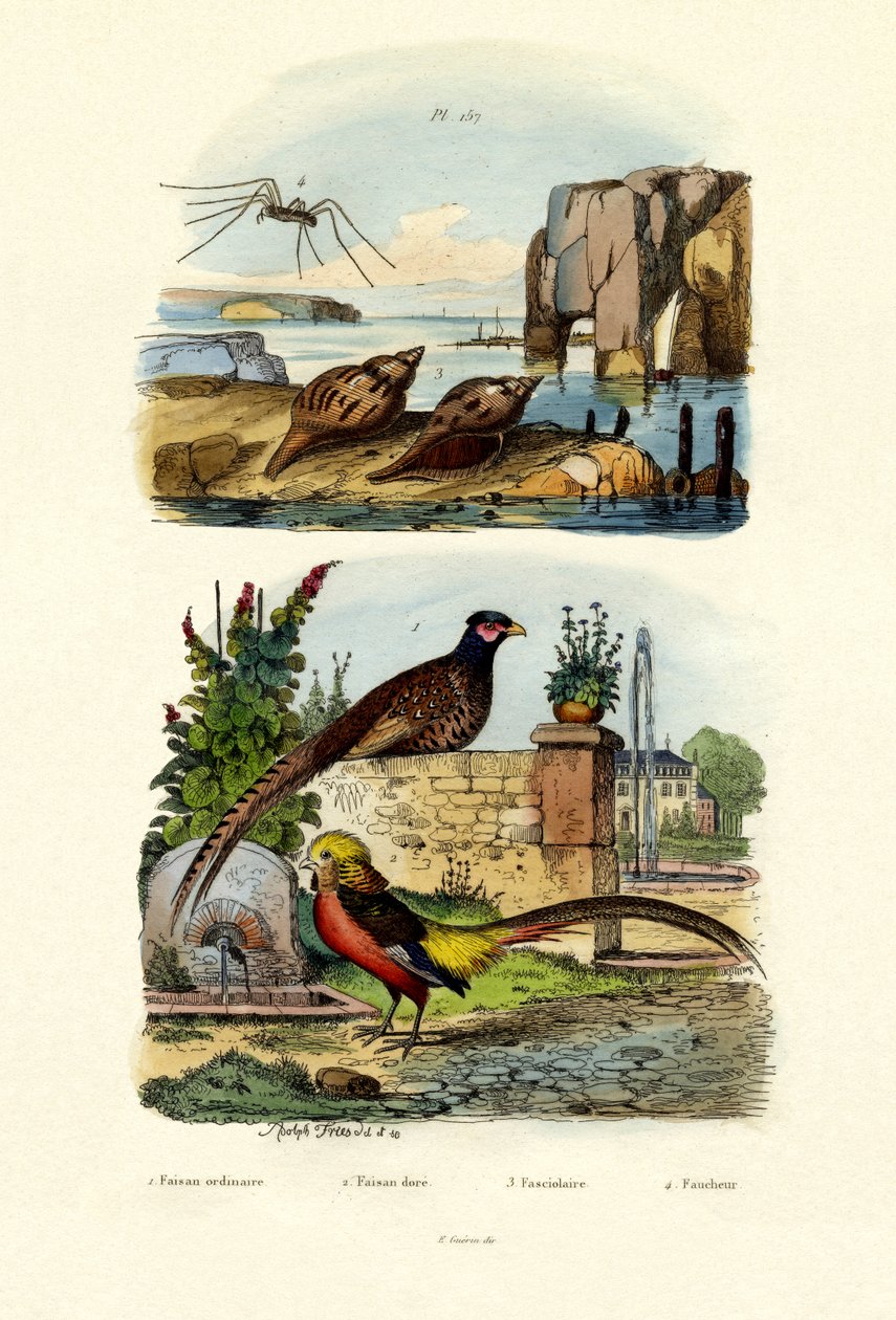 Fasaani, 1833-39 tekijältä French School