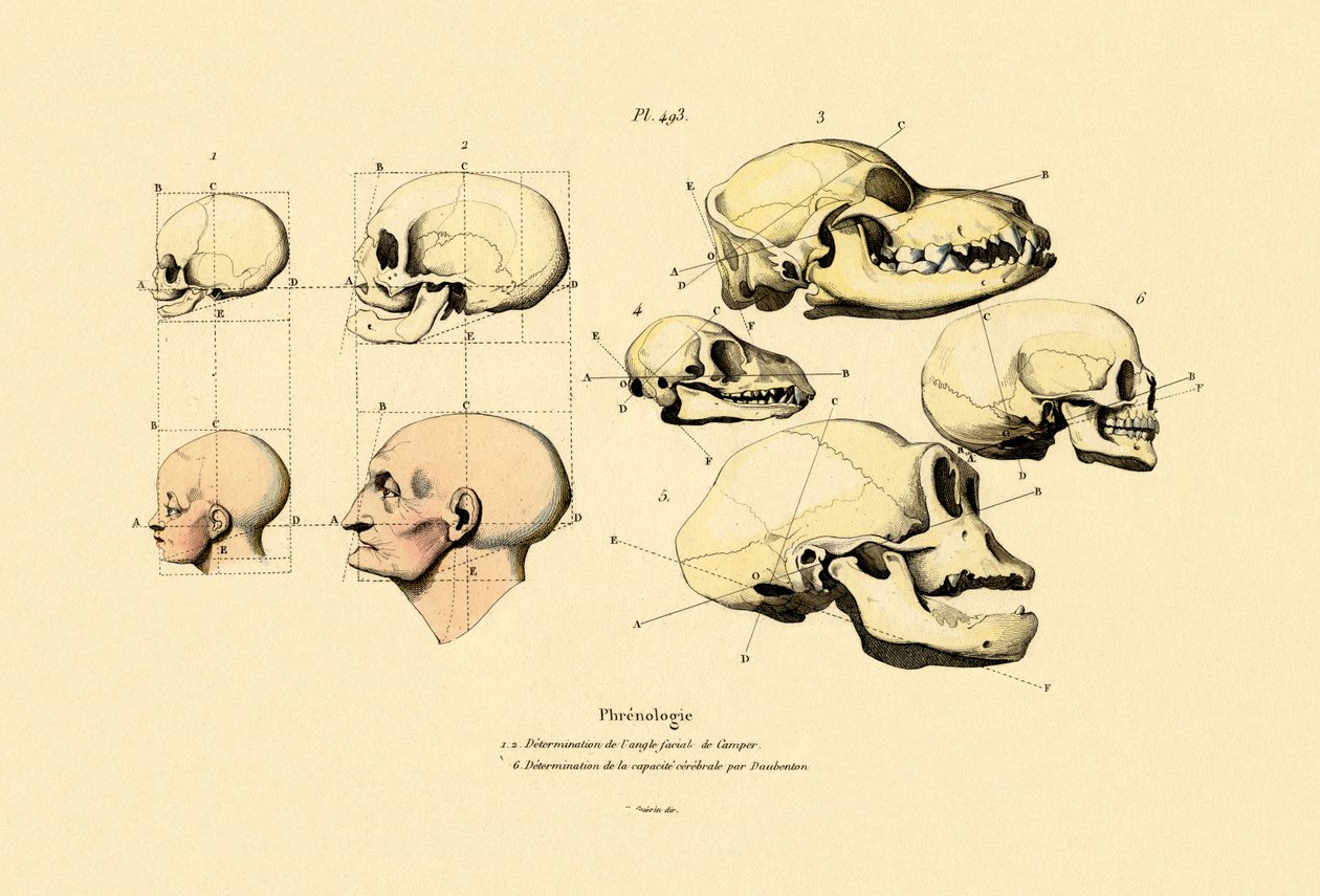 Frenologia, 1833-39 tekijältä French School