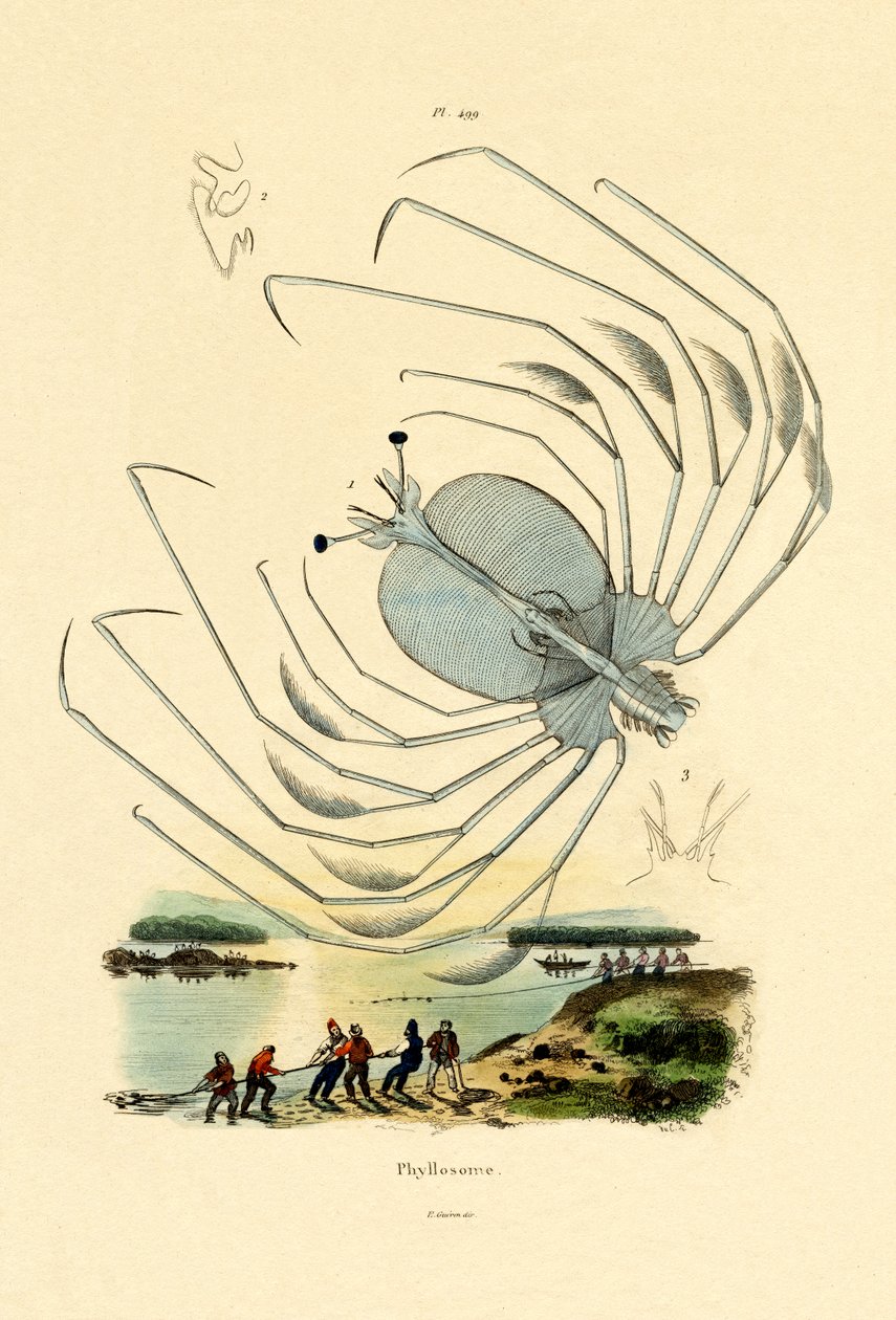 Phyllosome, 1833-39 tekijältä French School