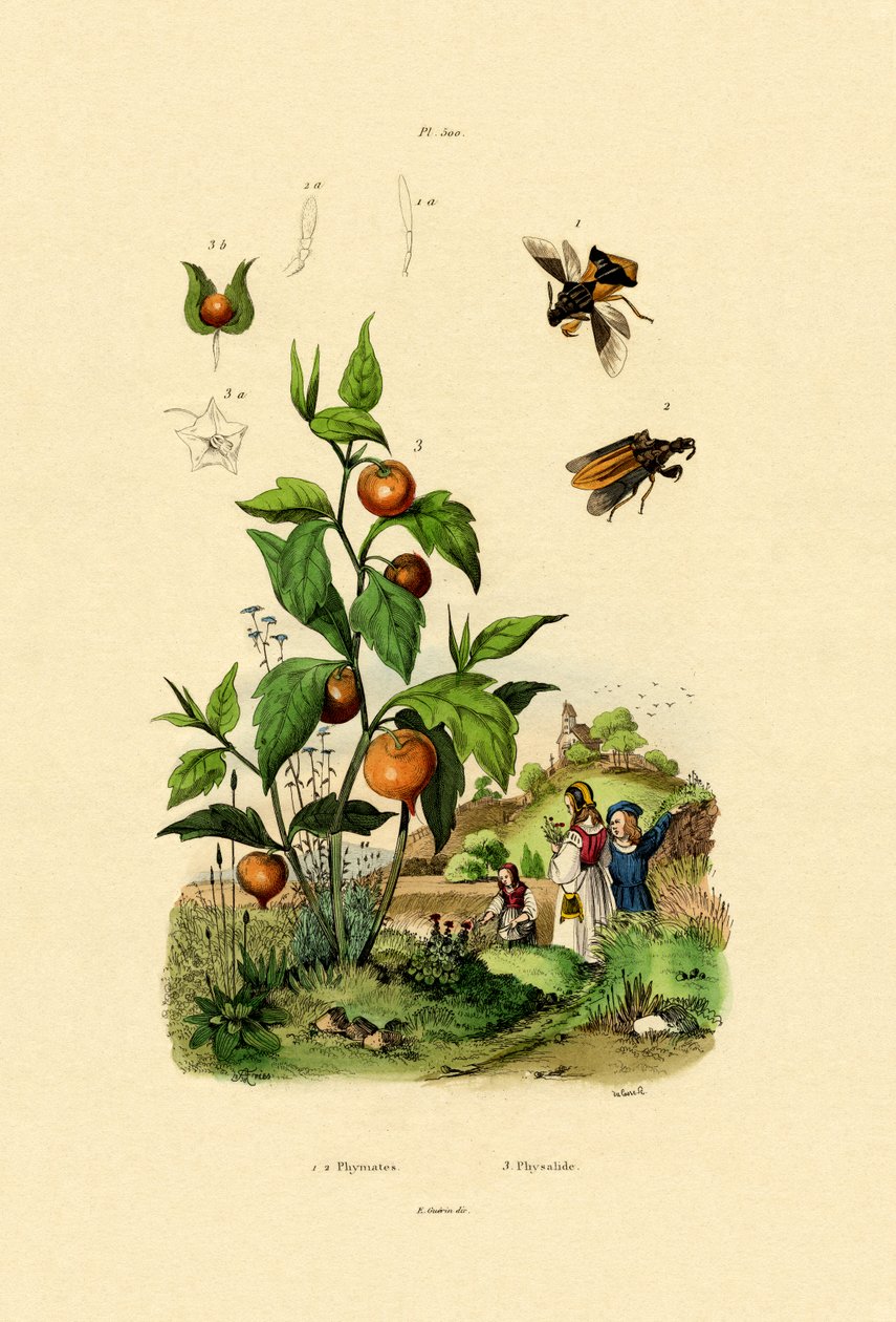 Physalis, 1833-39 tekijältä French School