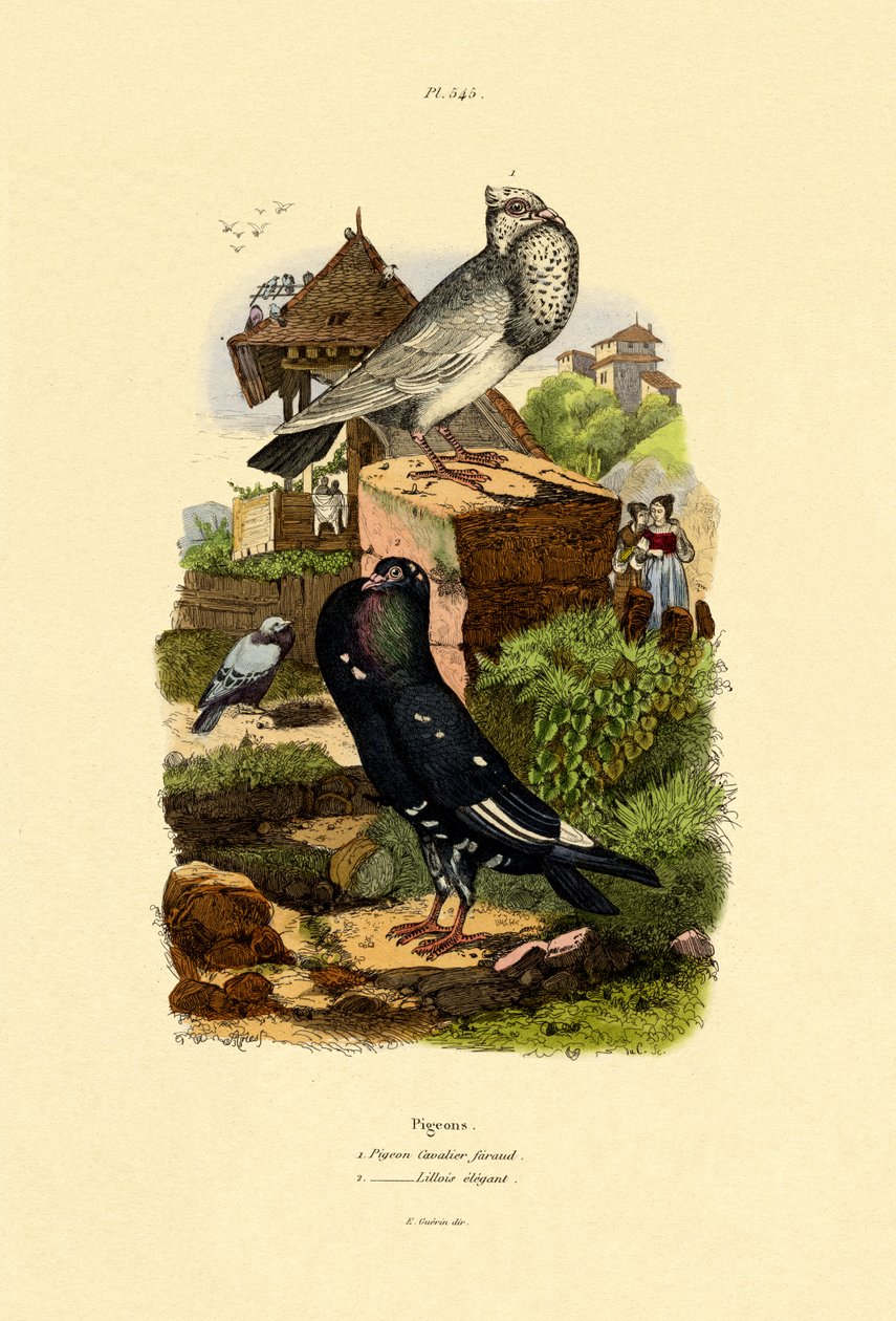Kyyhkyset, 1833-39 tekijältä French School