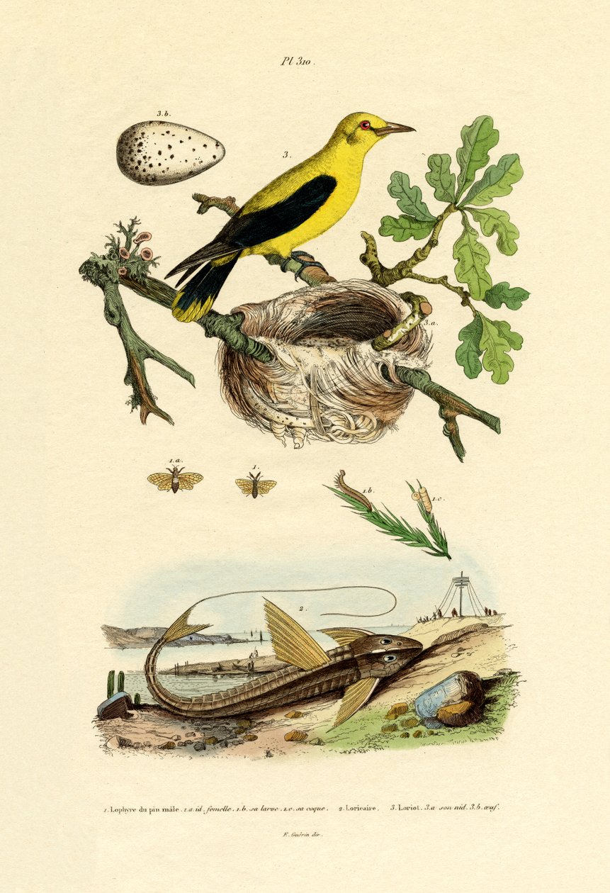 Pine Sawfly, 1833-39 tekijältä French School