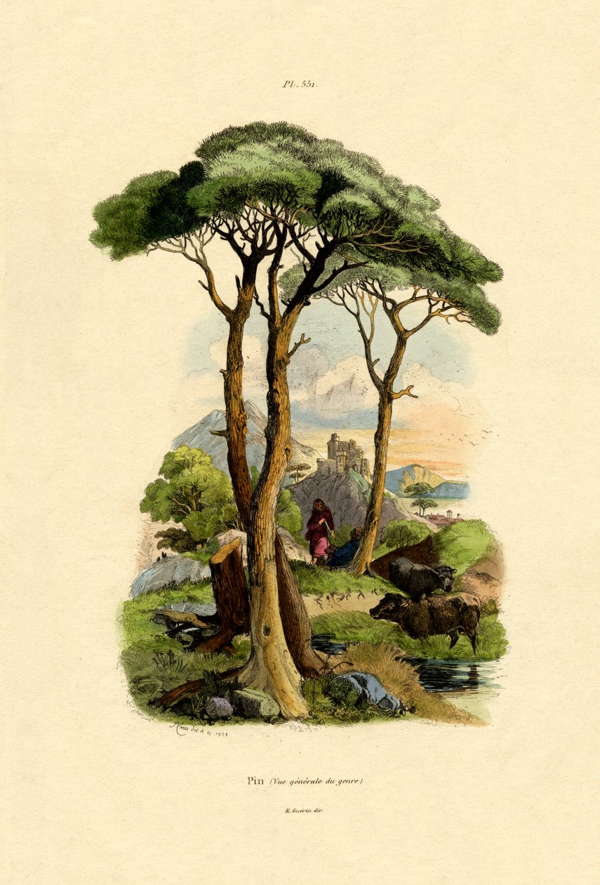 Mänty, 1833-39 tekijältä French School