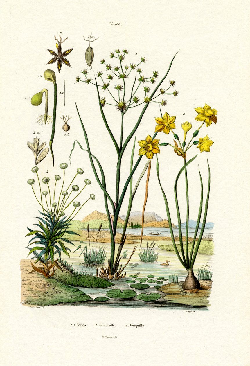 Pipewort, 1833-39 tekijältä French School