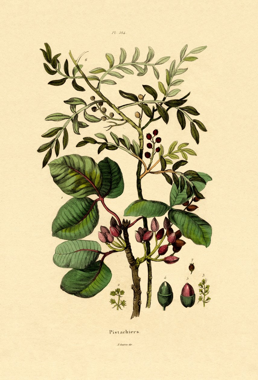 Pistaasi, 1833-39 tekijältä French School