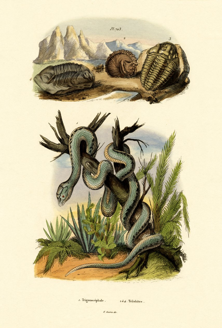 Pit Viper, 1833-39 tekijältä French School