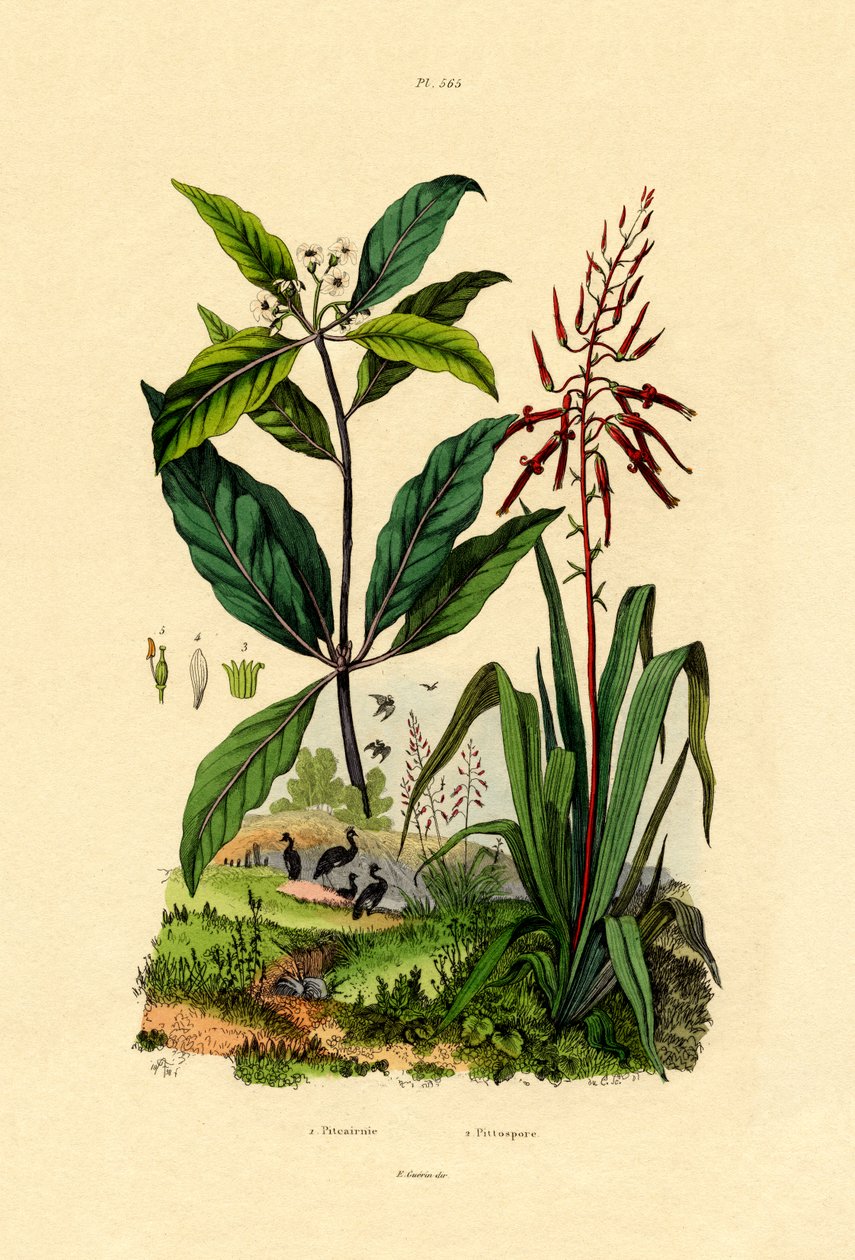 Pittosporum, 1833-39 tekijältä French School