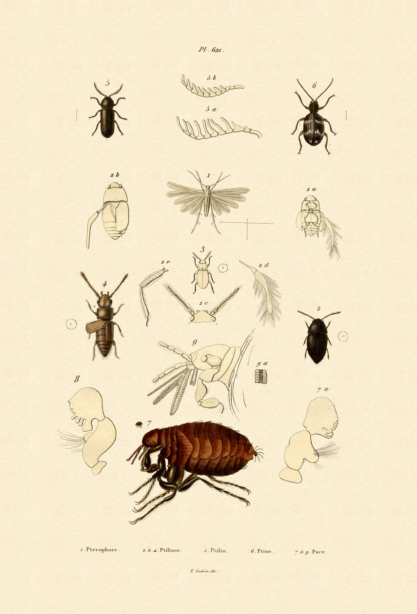 Plume Moth, 1833-39 tekijältä French School