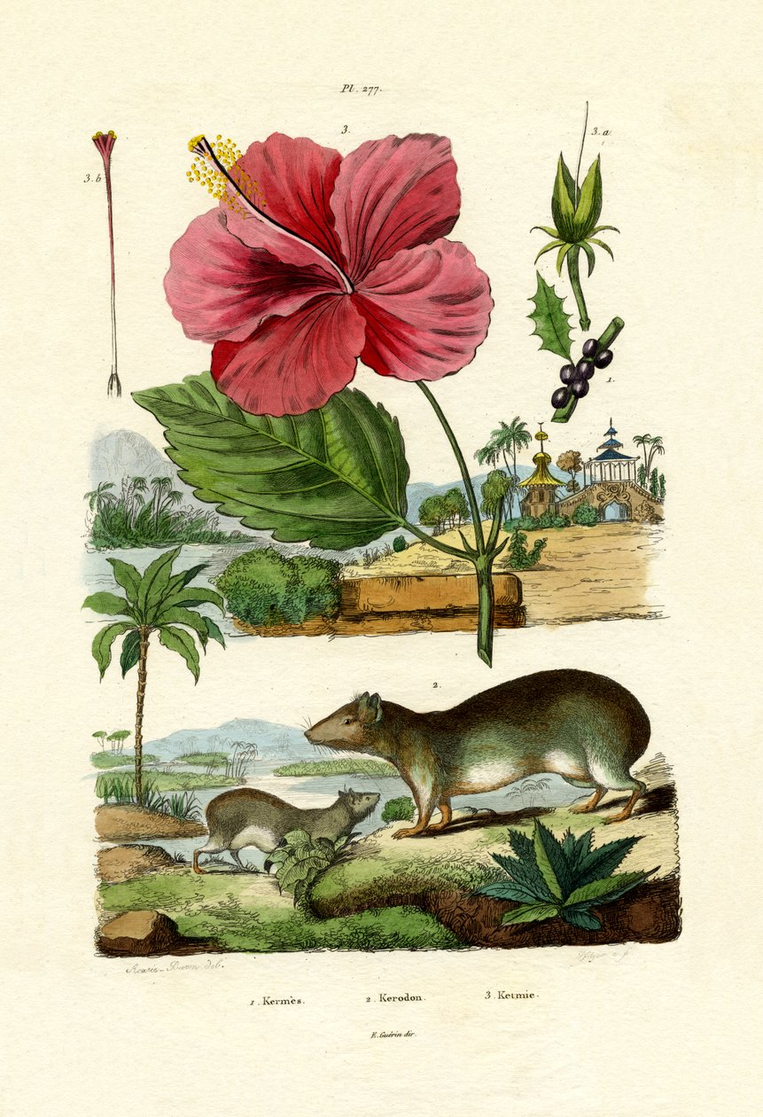 Pokeweed, 1833-39 tekijältä French School