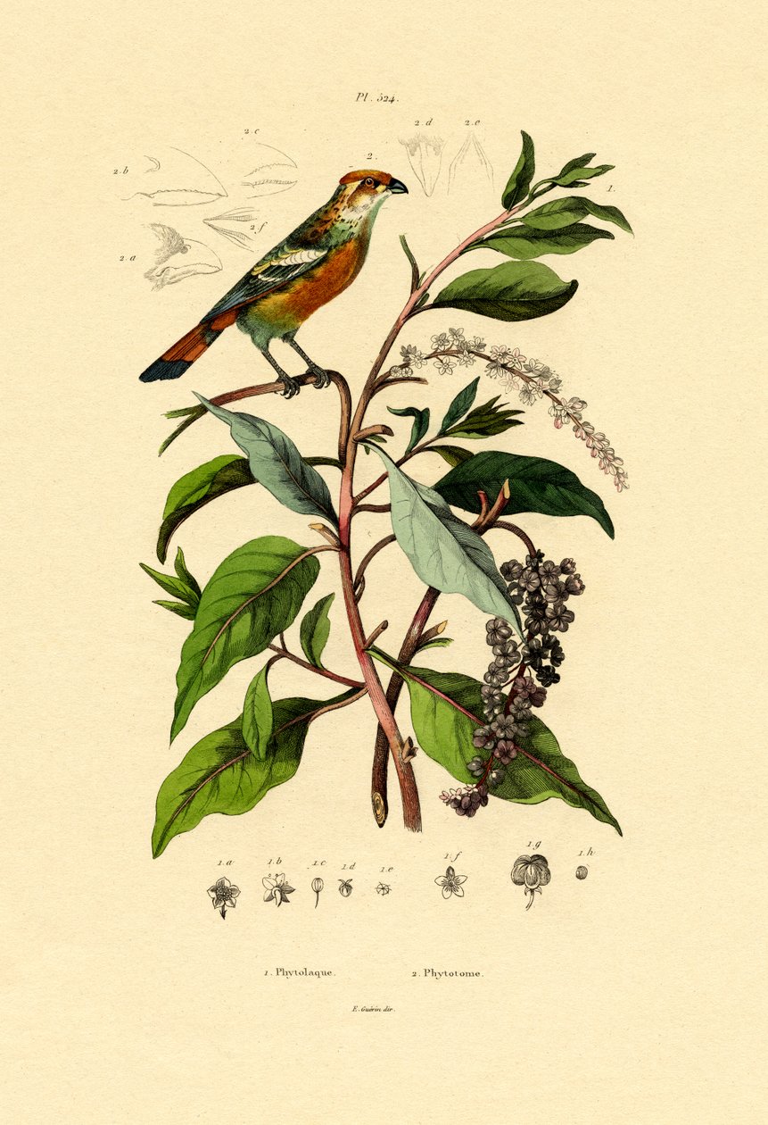 Pokeweed, 1833-39 tekijältä French School