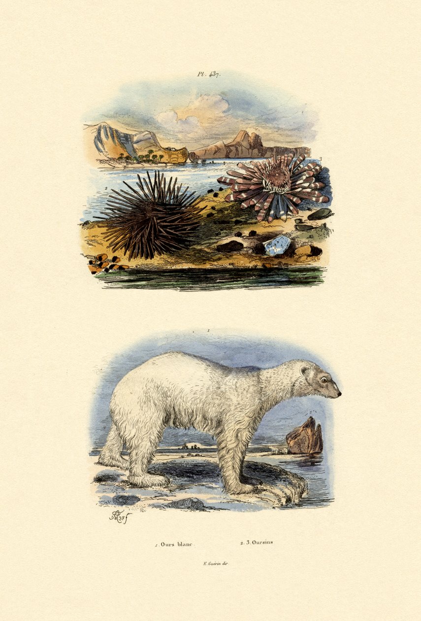 Jääkarhu, 1833-39 tekijältä French School