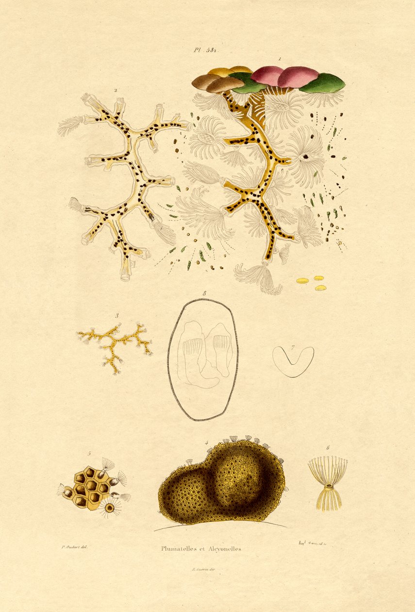 Polyyppi, 1833-39 tekijältä French School