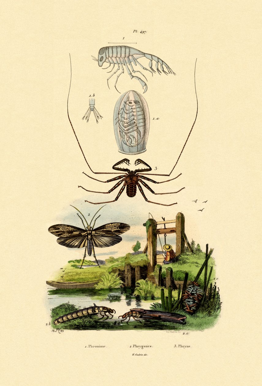 Rat Bug Amphipod, 1833-39 tekijältä French School