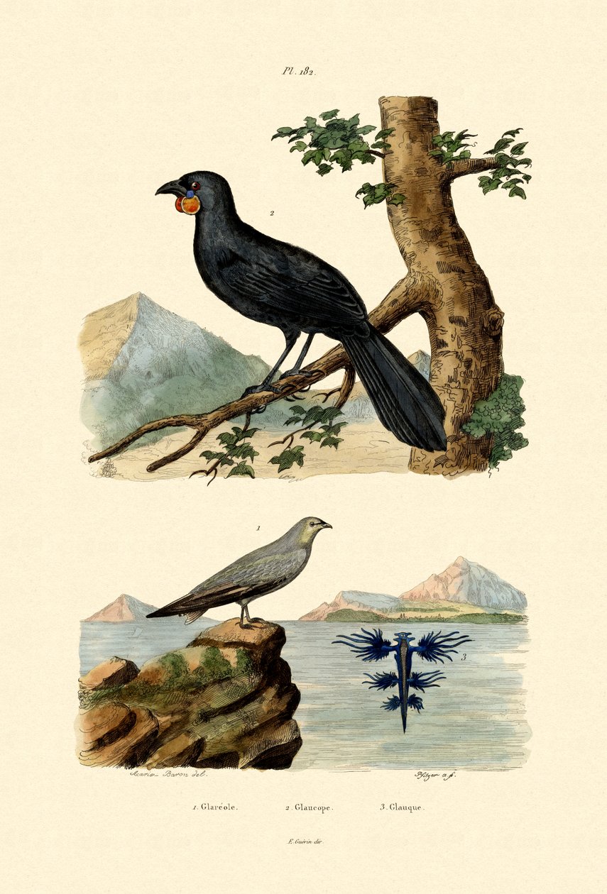 Pratincole, 1833-39 tekijältä French School