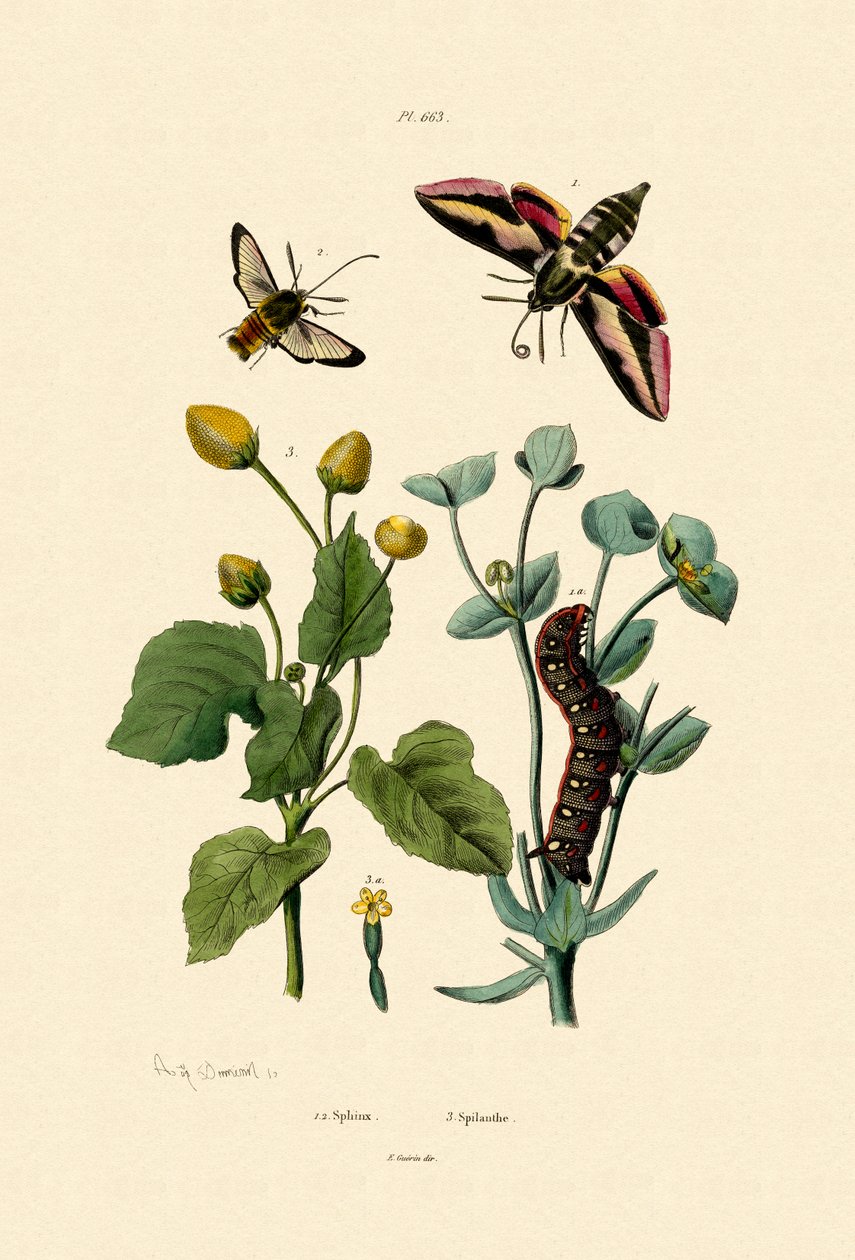 Privet Hawkmoth, 1833-39 tekijältä French School