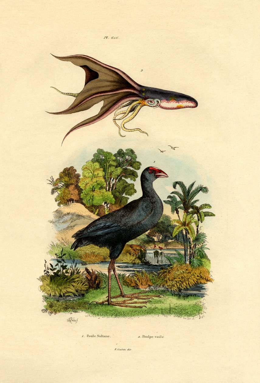 Purple Swamphen, 1833-39 tekijältä French School