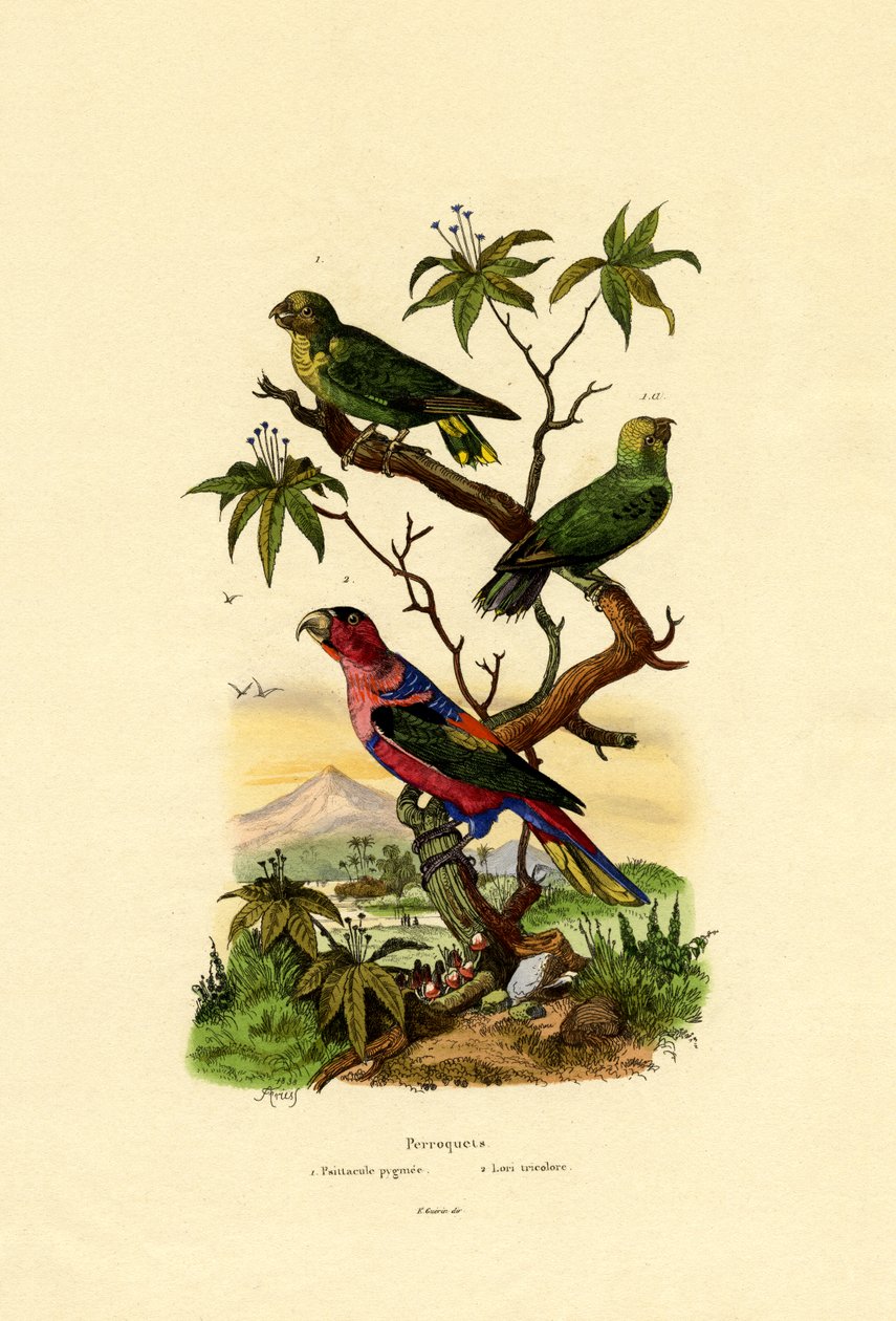 Pygmy papukaija, 1833-39 tekijältä French School
