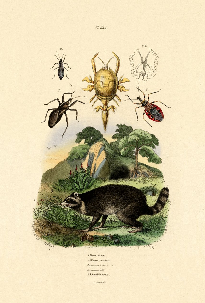 Racoon, 1833-39 tekijältä French School