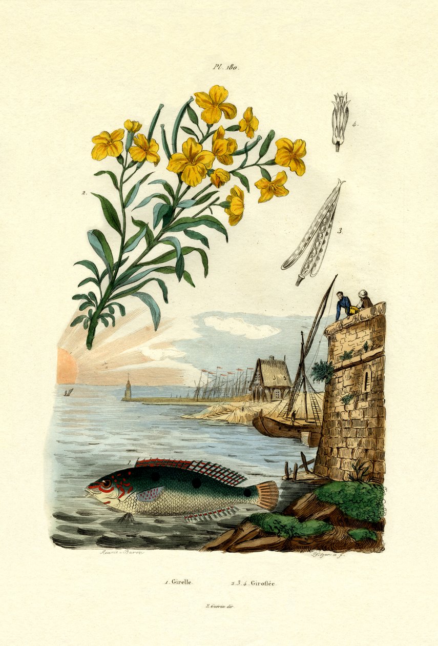Rainbow Wrasse, 1833-39 tekijältä French School