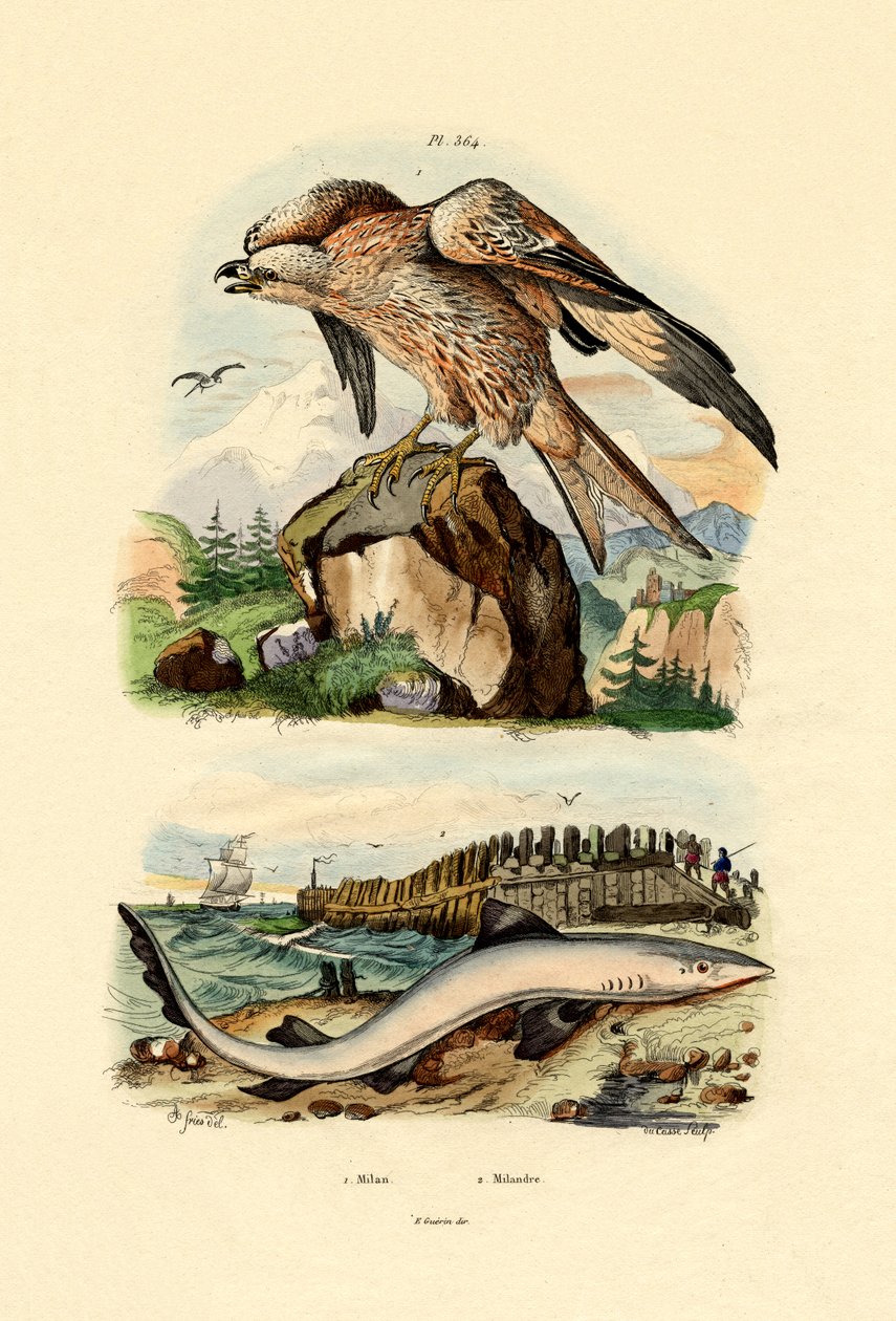 Punainen leija, 1833-39 tekijältä French School