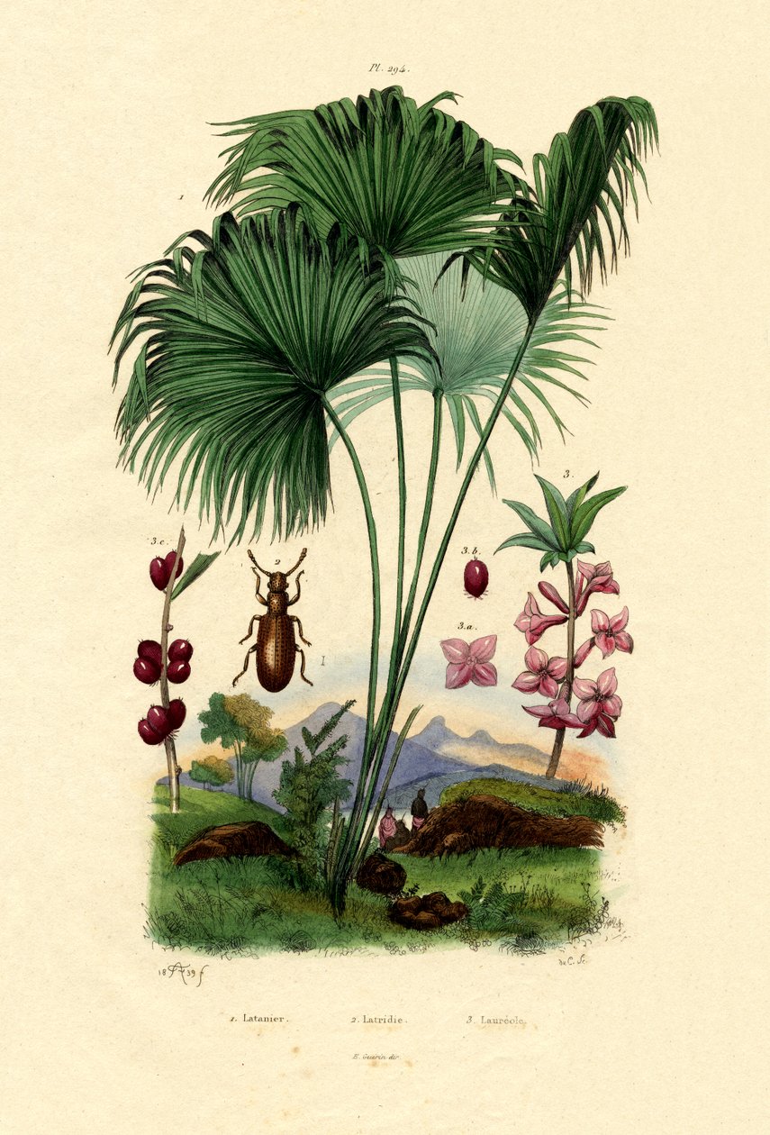 Red Latan Palm, 1833-39 tekijältä French School