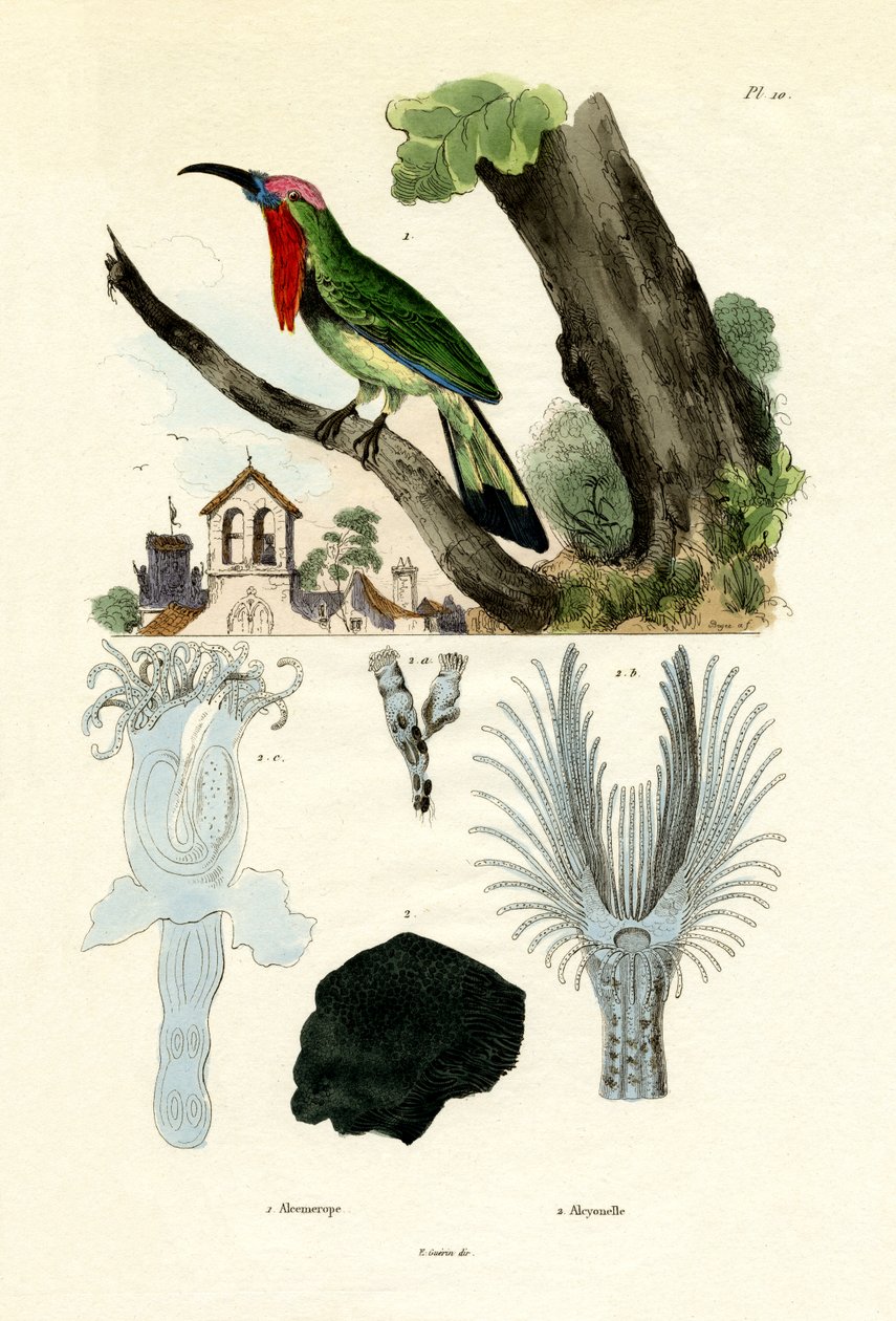 Punapartainen Pihiläissyöjä, 1833-39 tekijältä French School