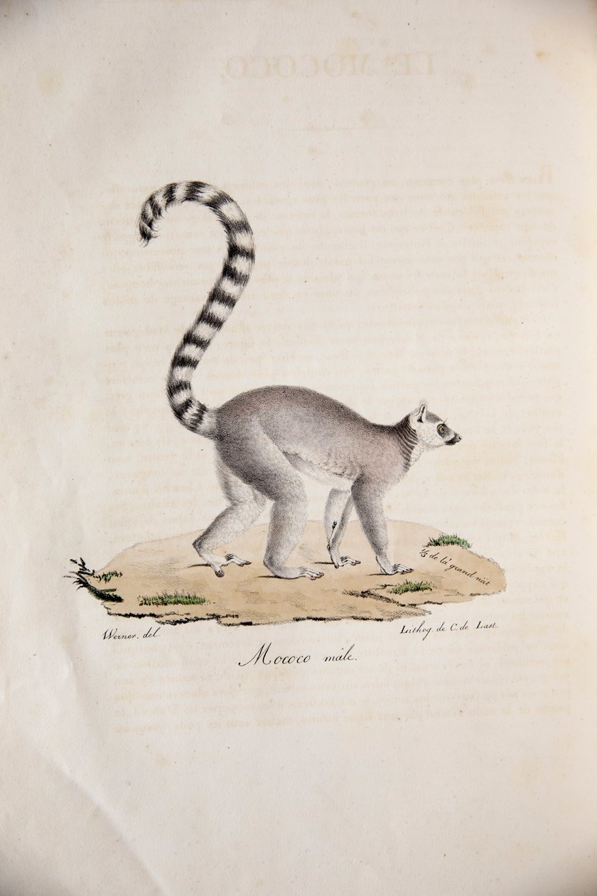 Rengashäntälemur, Natural History of Mammals, alkuperäisillä hahmoilla, kirjoittaneet Étienne Geoffroy Saint-Hilaire ja Frédéric Cuvier, 1824-42 tekijältä French School