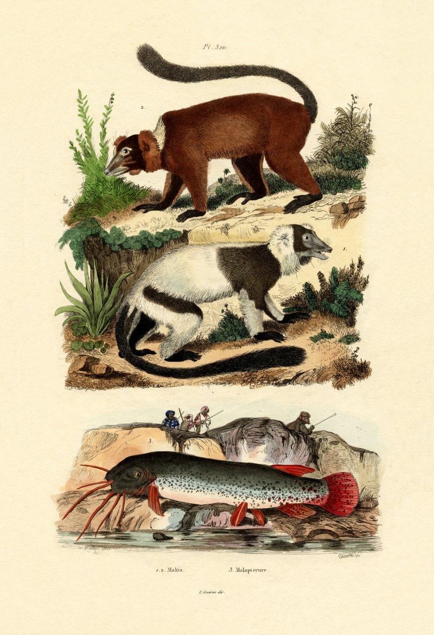 Ring-tailed lemurit, 1833-39 tekijältä French School