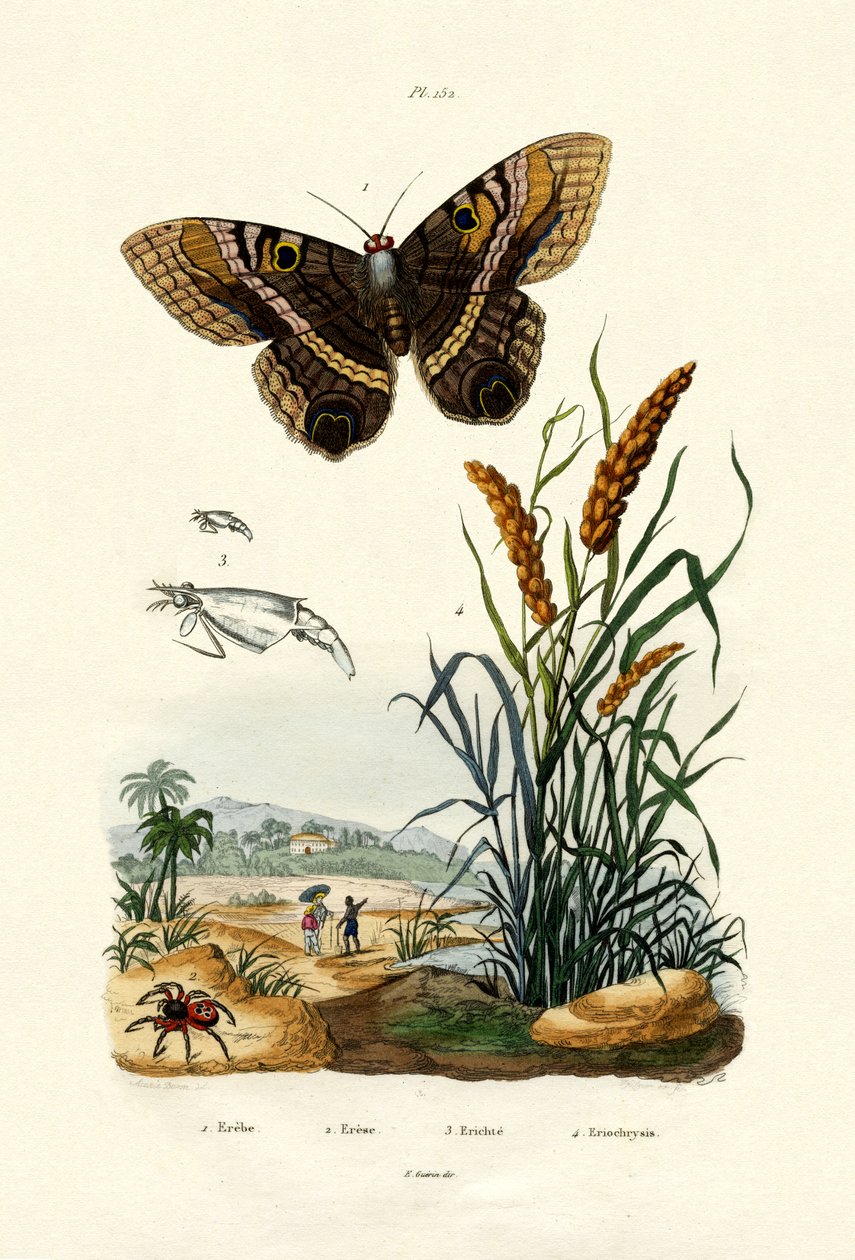 Ringlet, 1833-39 tekijältä French School