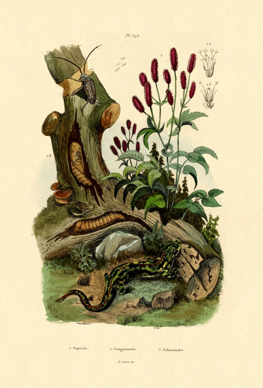 Salamander, 1833-39 tekijältä French School