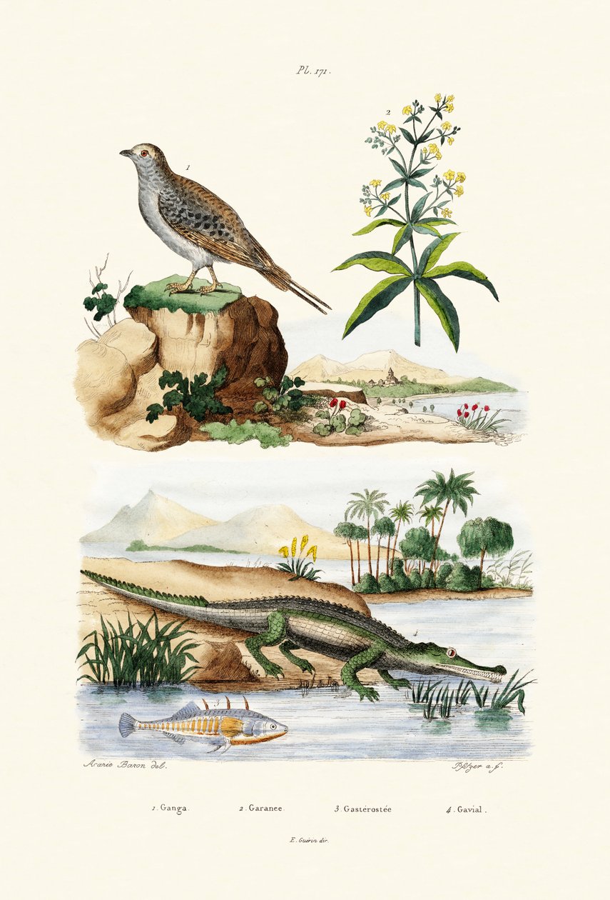 Sandgrouse, 1833-39 tekijältä French School
