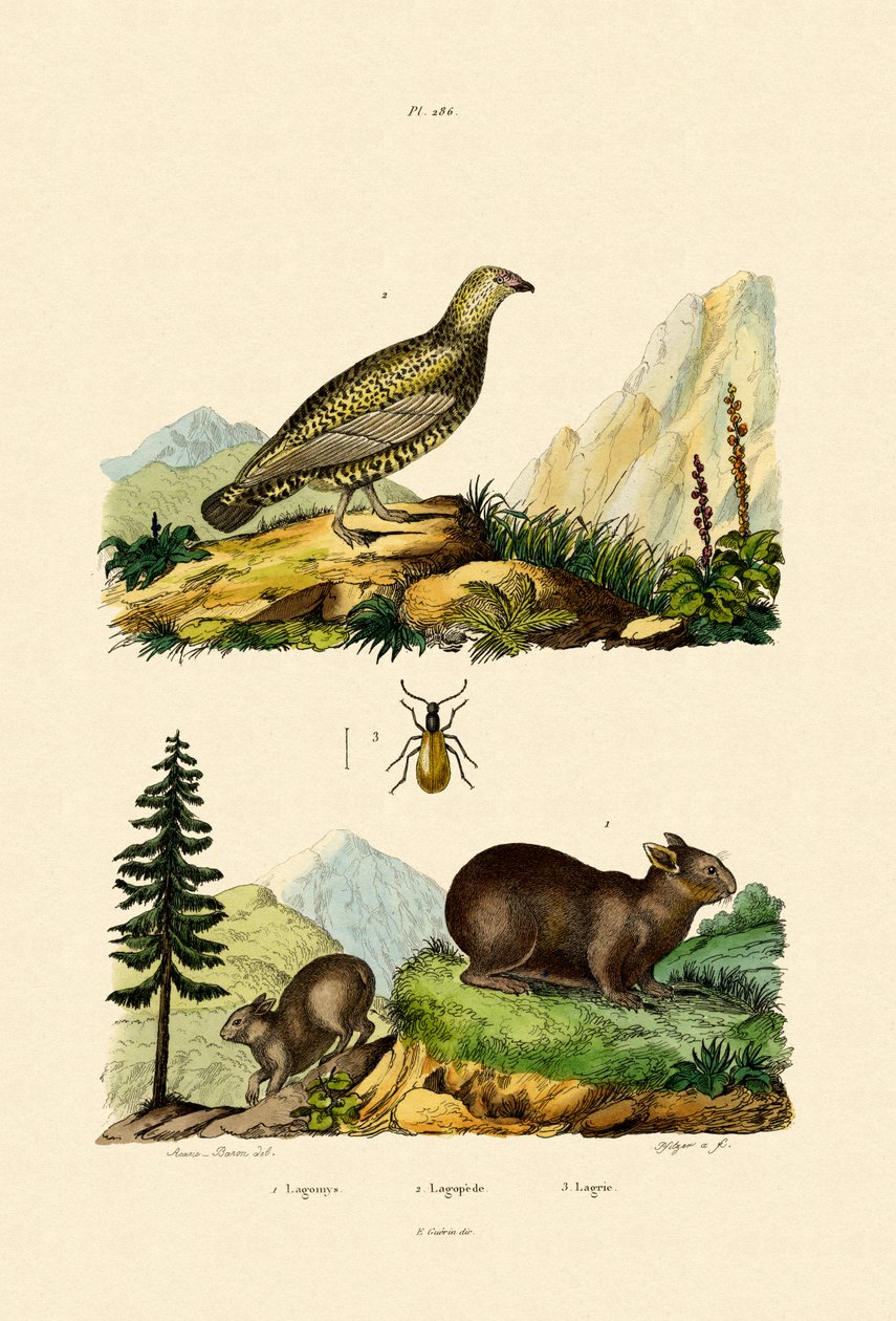 Sardinialainen Pika, 1833-39 tekijältä French School