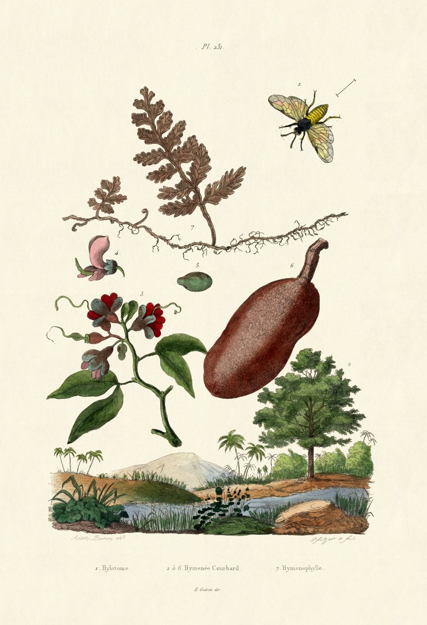Sahakärpäs, 1833-39 tekijältä French School