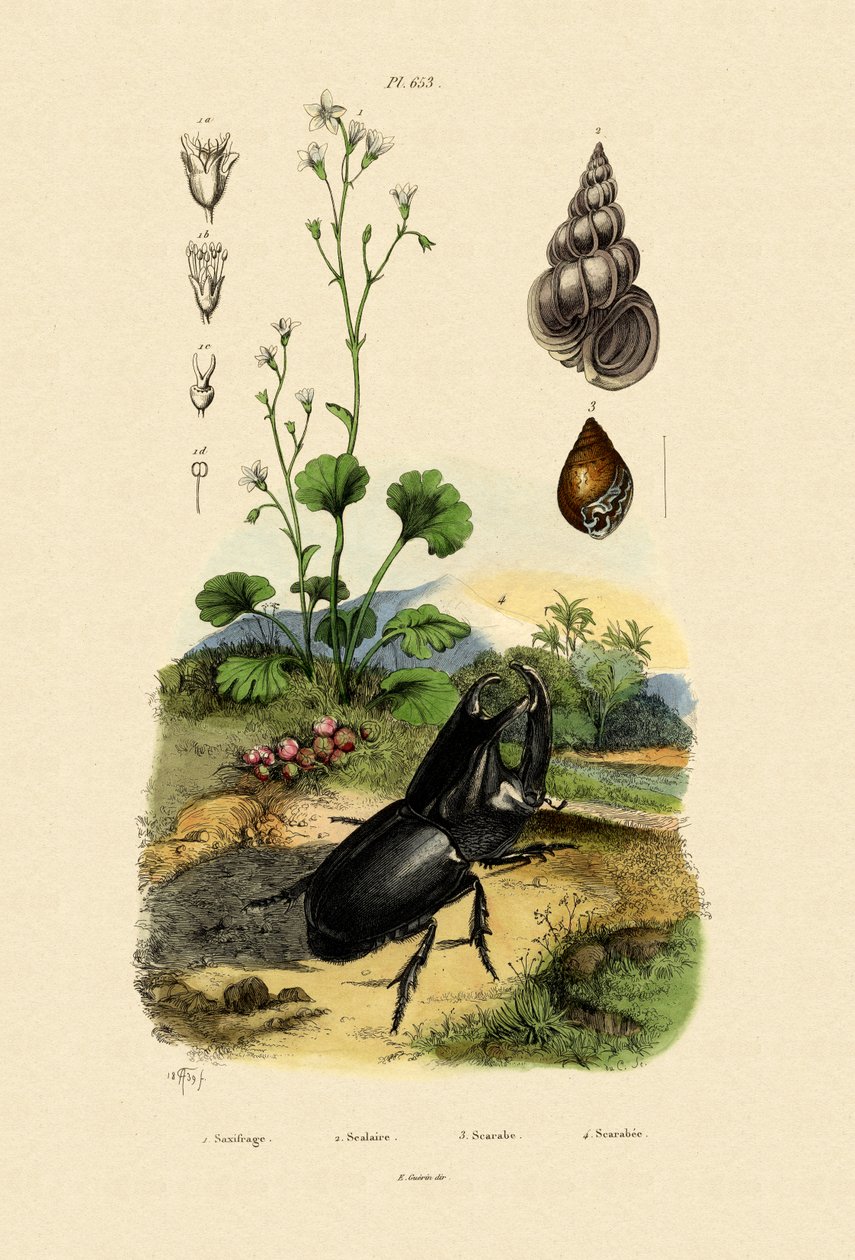 Saxifrage, 1833-39 tekijältä French School