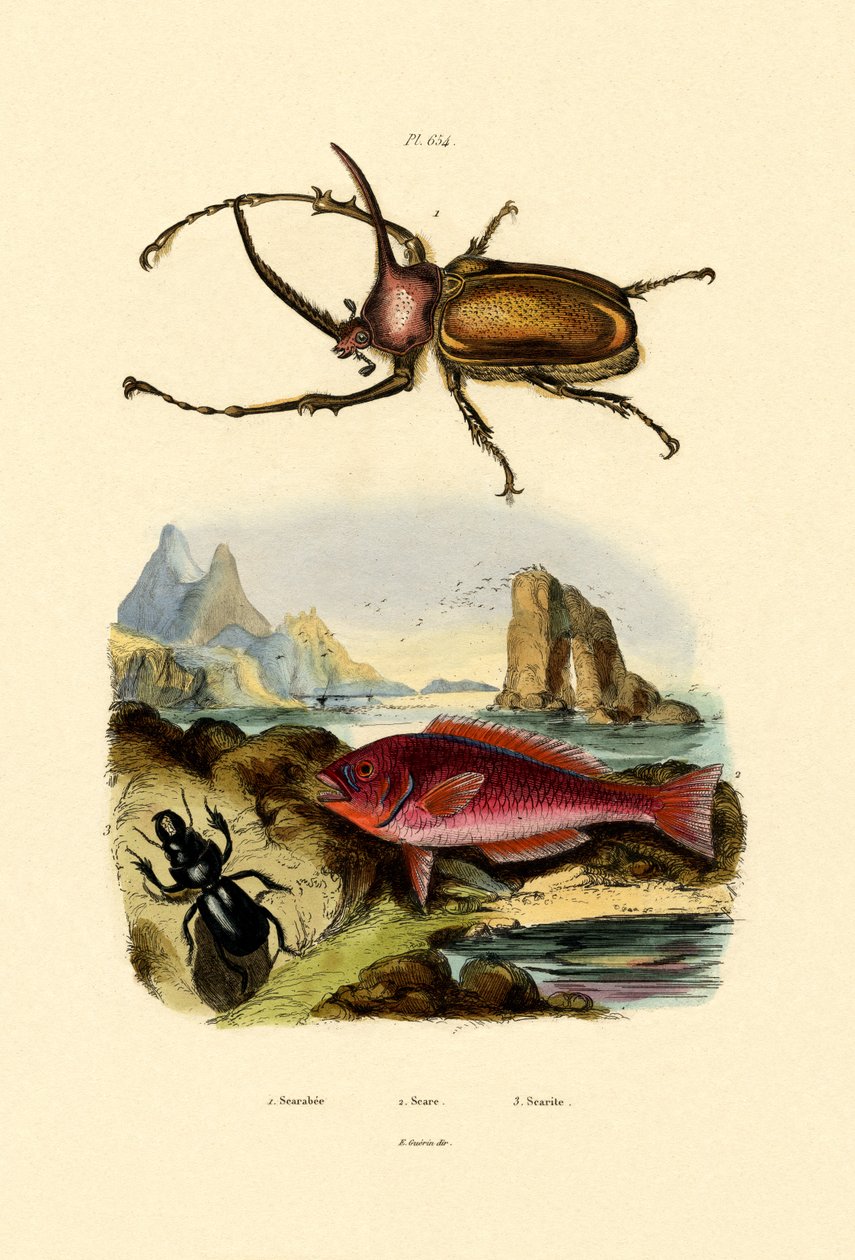 Scarab Beetle, 1833-39 tekijältä French School