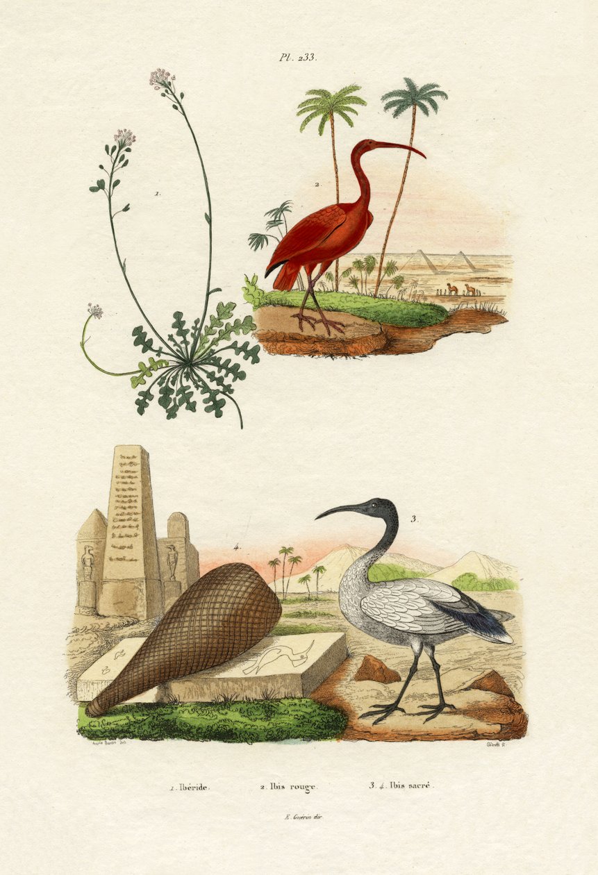 Scarlet Ibis, 1833-39 tekijältä French School