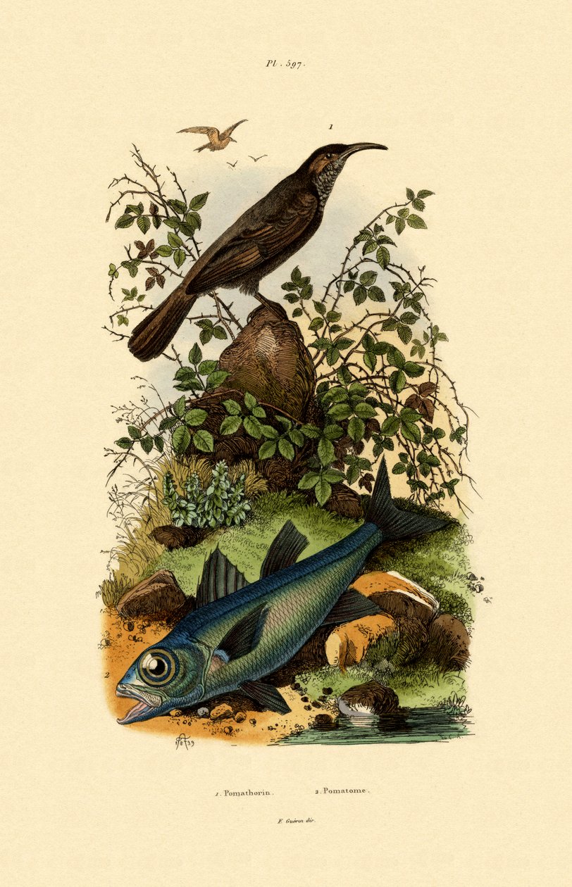 Scimitar Babbler, 1833-39 tekijältä French School